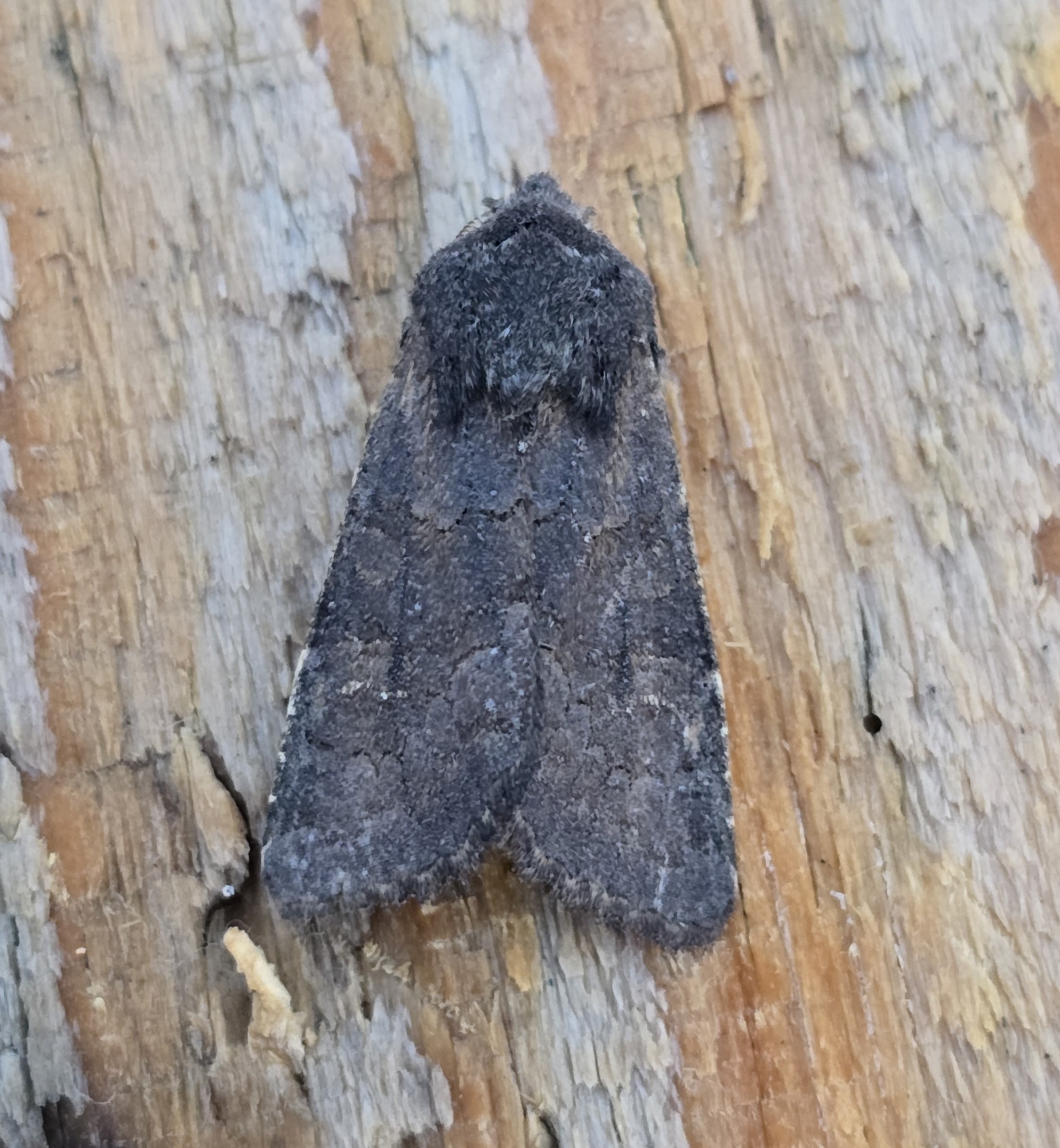 Photo of Deep-brown Dart (Aporophyla lutulenta)